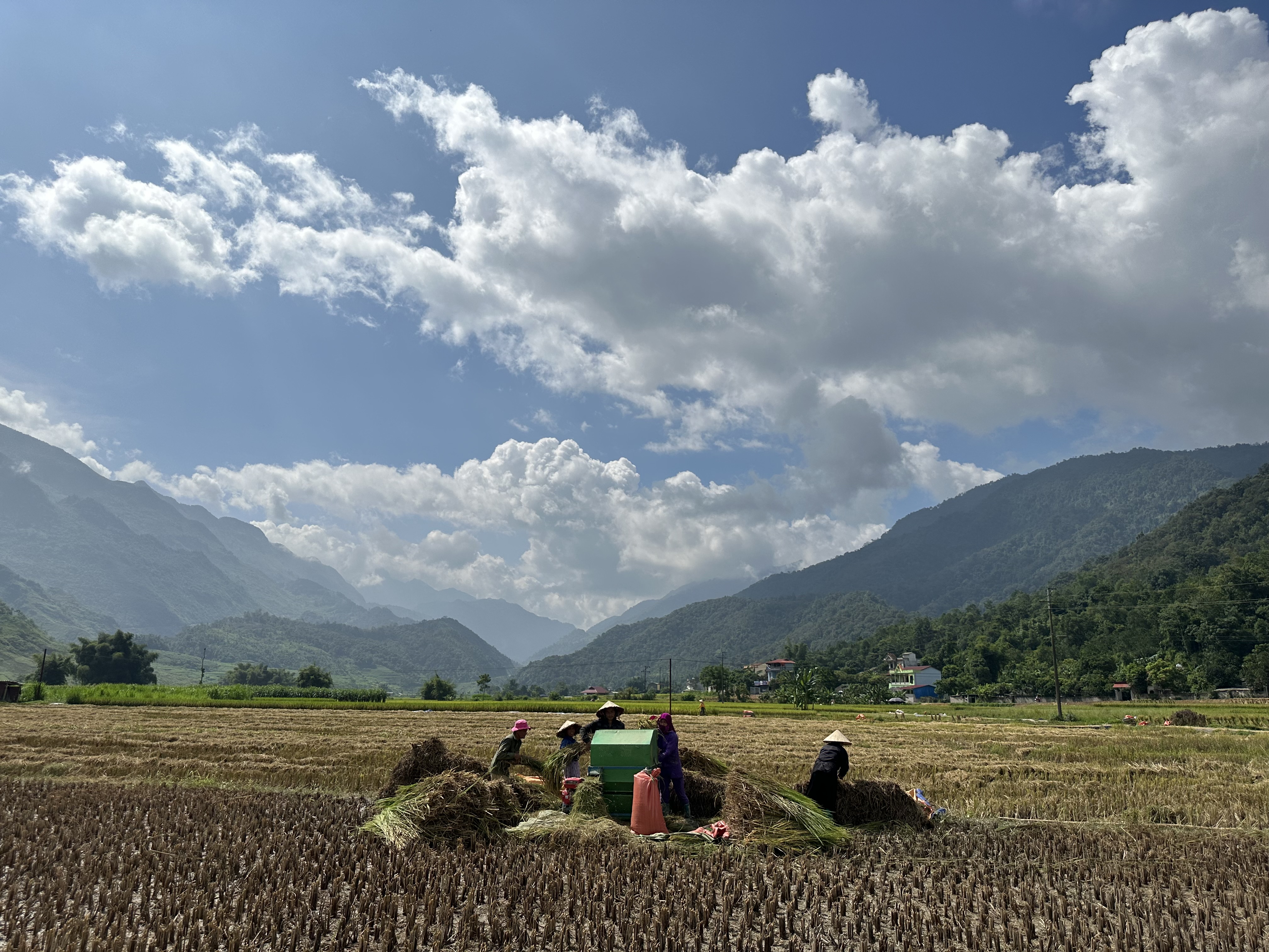 Xã Đông Hà tập trung thu hoạch lúa vụ Mùa năm 2023