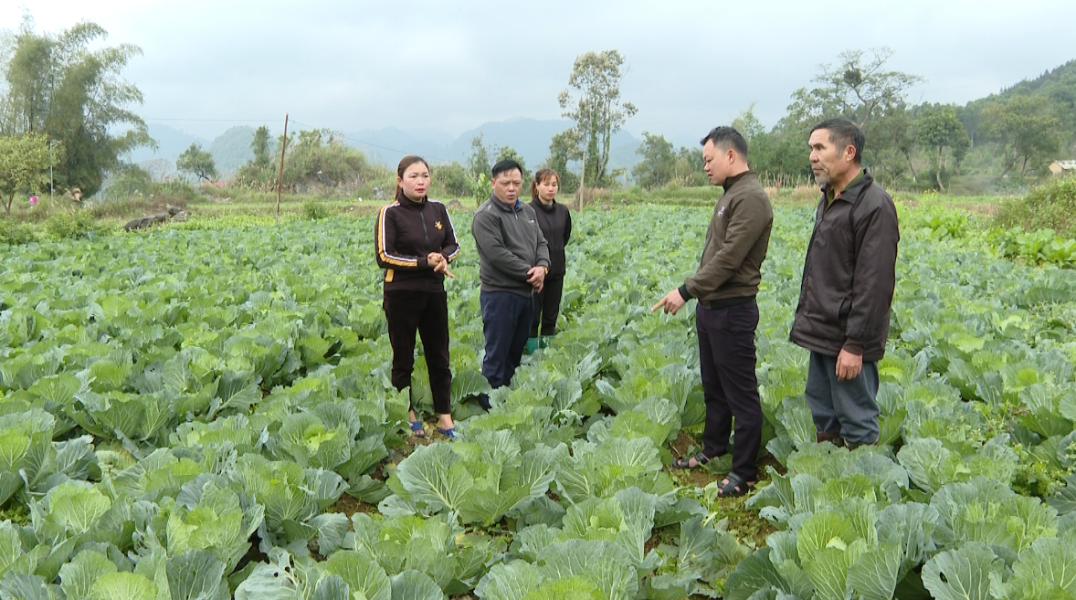 Nông dân xã Quyết Tiến thay đổi nhận thức trong việc liên kết sản xuất nông nghiệp.