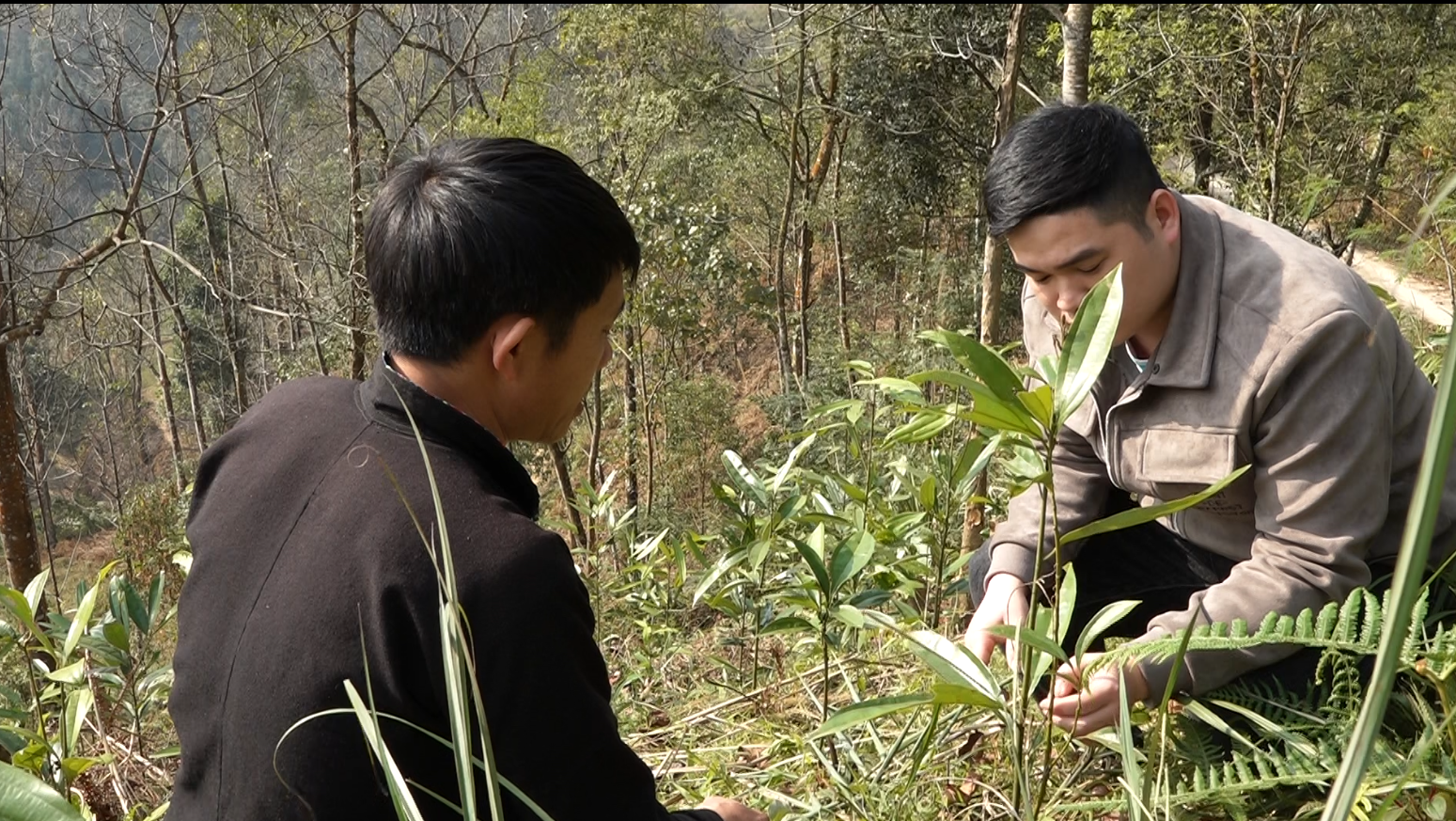Quản Bạ: Trồng cây kinh tế gắn với phát triển rừng ở Bát Đại Sơn.