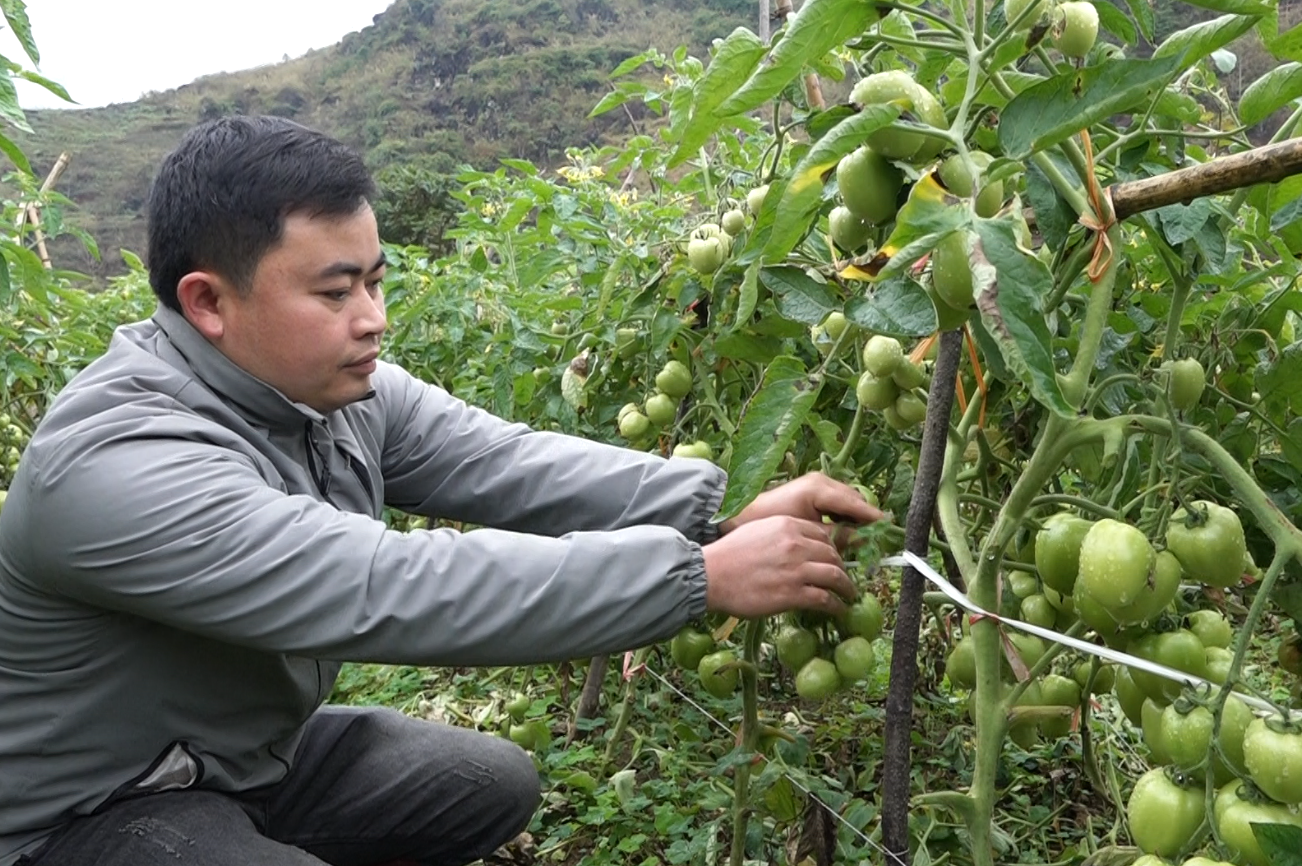 Quản Bạ: Thi đua chuyển đổi cây trồng Nông nghiệp ở Tùng Nùn.