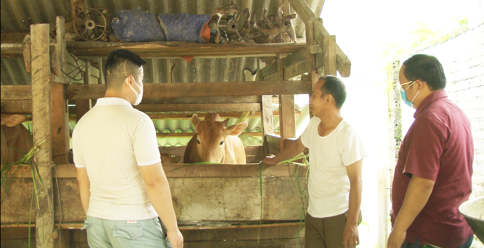 Điểm sáng về sức dân trong phòng, chống bệnh viêm da nổi cục trên gia súc tại xã Thái An.