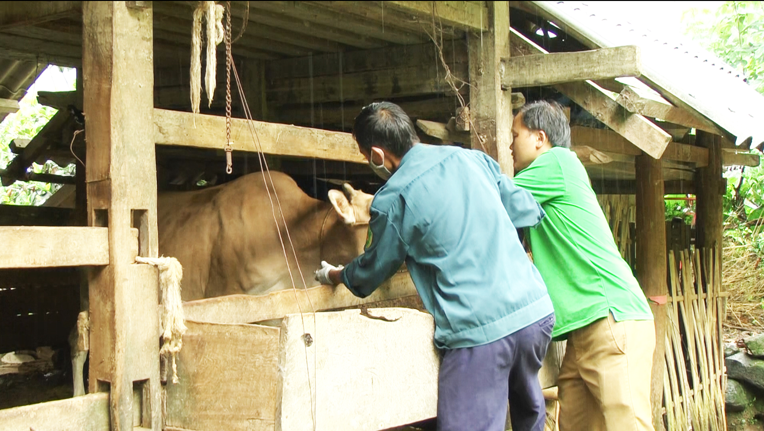 Quản Bạ: Chữa khỏi trên 1.700 con trâu bò nhiễm bệnh viêm da nổi cục.
