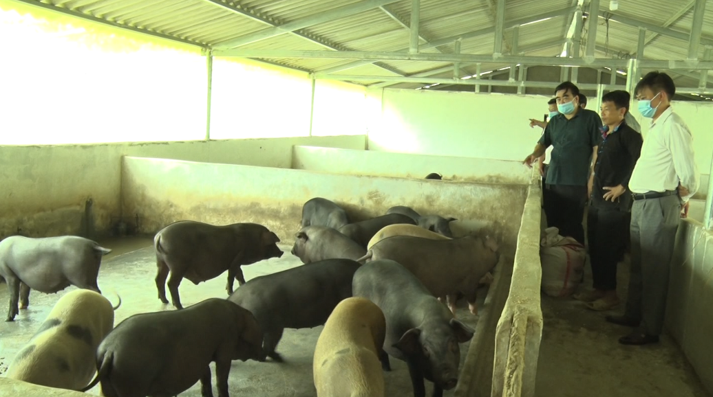 Bí thư Huyện ủy Quản Bạ kiểm tra phát triển chăn nuôi tại xã Lùng Tám