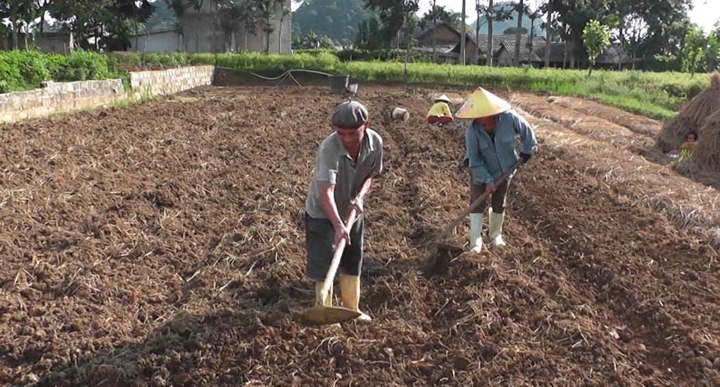 Nhân dân xã Quyết Tiến tích cực làm đất chuẩn bị trồng cây rau vụ Đông.
