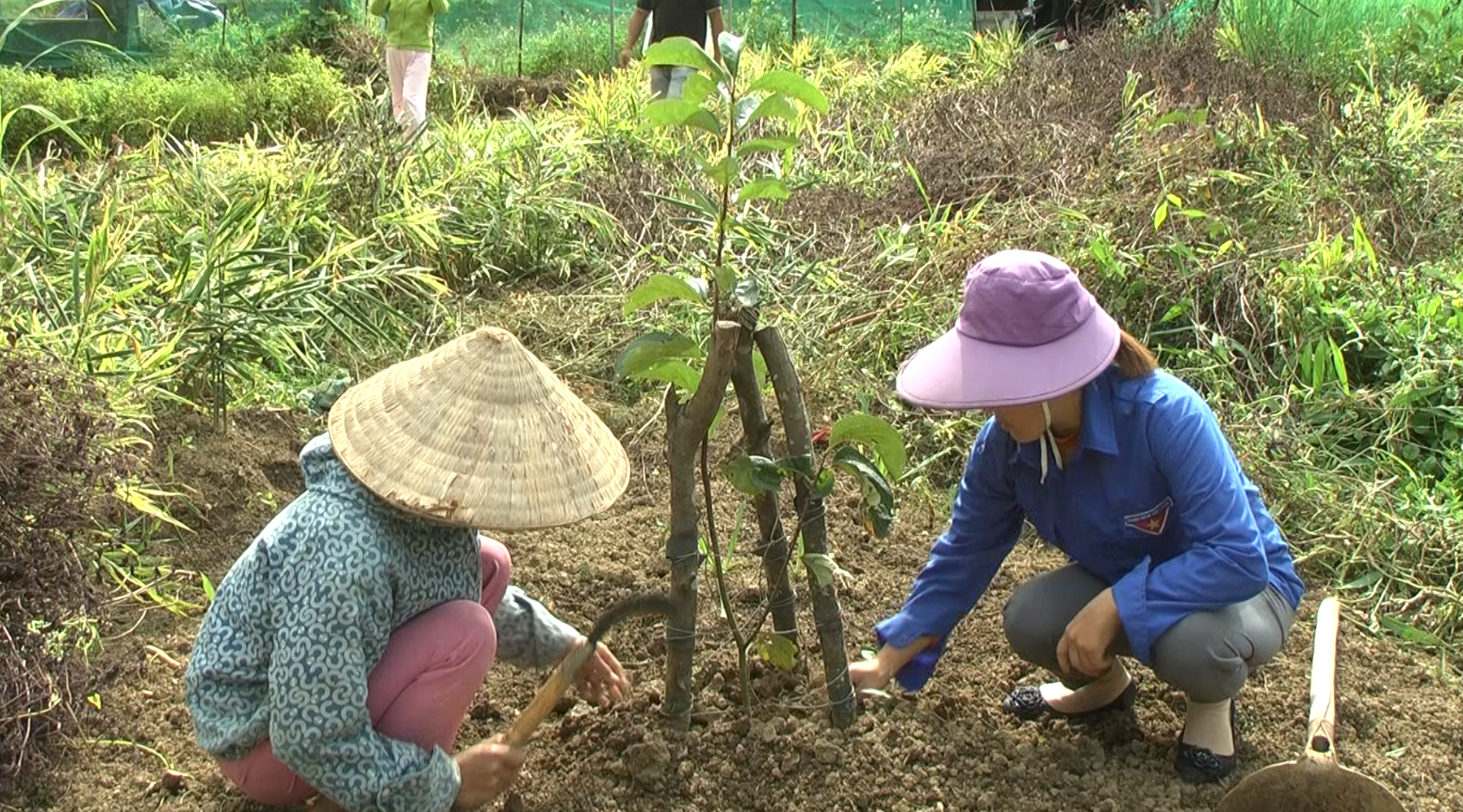 Hội LHPN huyện Quản Bạ tích cực tham gia chương trình cải tạo vườn tạp.