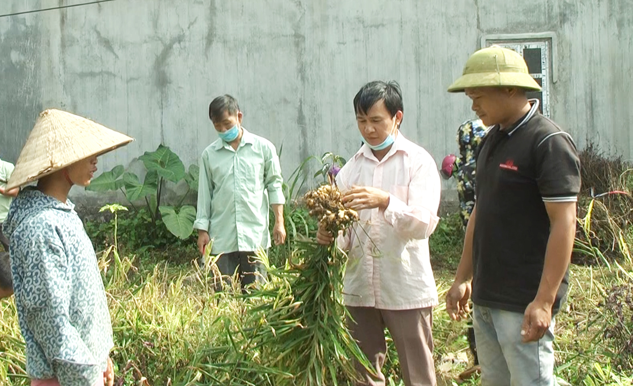 Hỗ trợ nhân dân cải tại vườn tạp tại xã Thanh Vân.