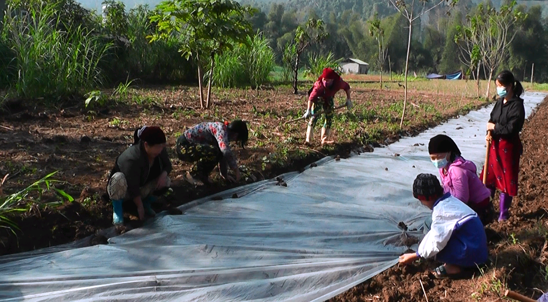 Nhân dân xã Lùng Tám tích cực gieo trồng ngô che phủ nilon.