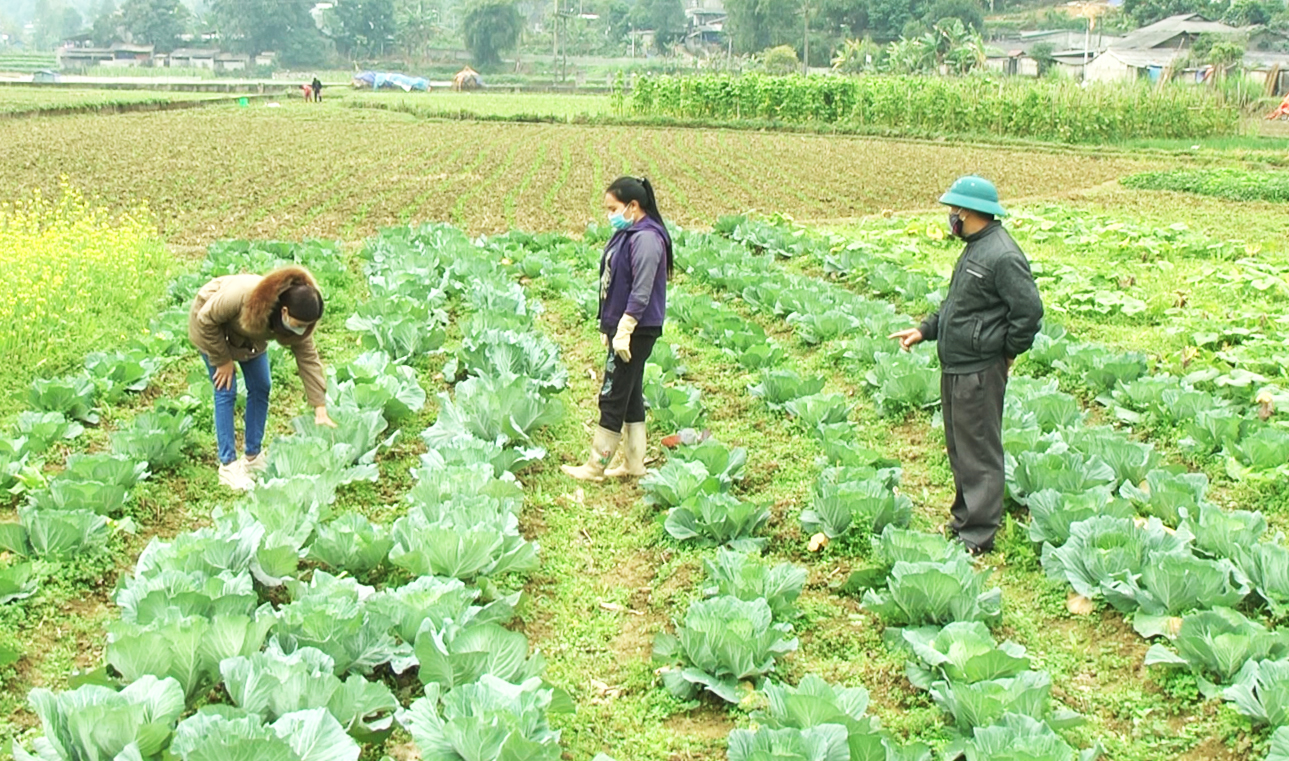 Quy hoạch vùng chuyên canh trồng cây rau, đậu tại xã Đông Hà.
