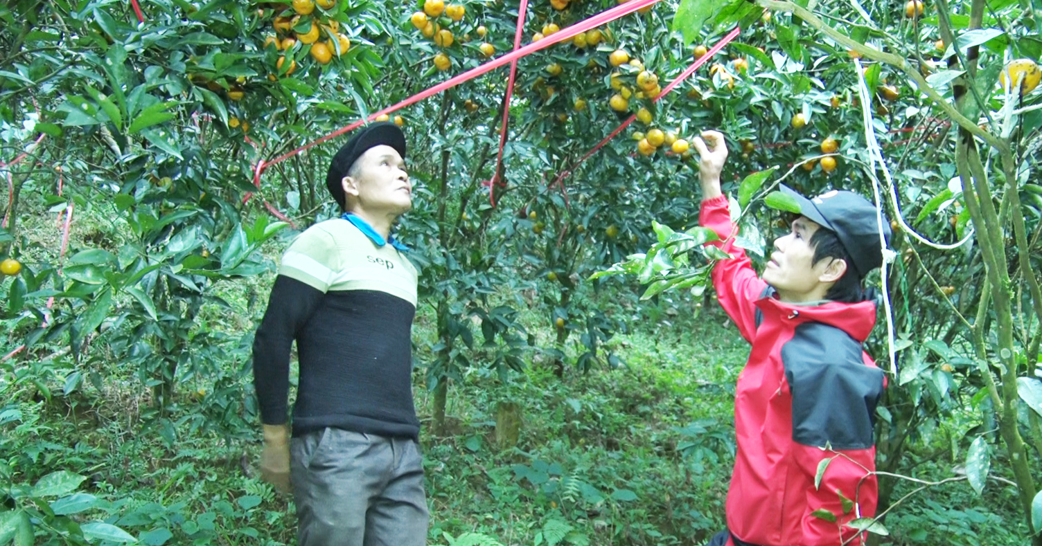 Người nông dân chủ động trong chuyển đổi cơ cấu cây trồng tại xã Nghĩa Thuận.