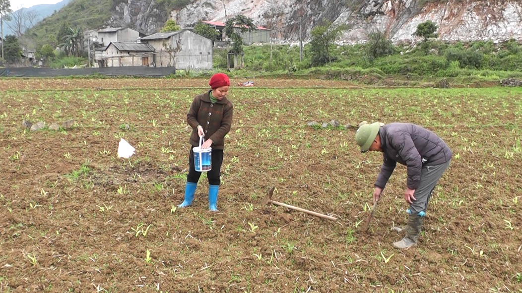 Nhân dân thị trấn Tam Sơn chăm sóc cây ngô vụ Đông Xuân 2022.