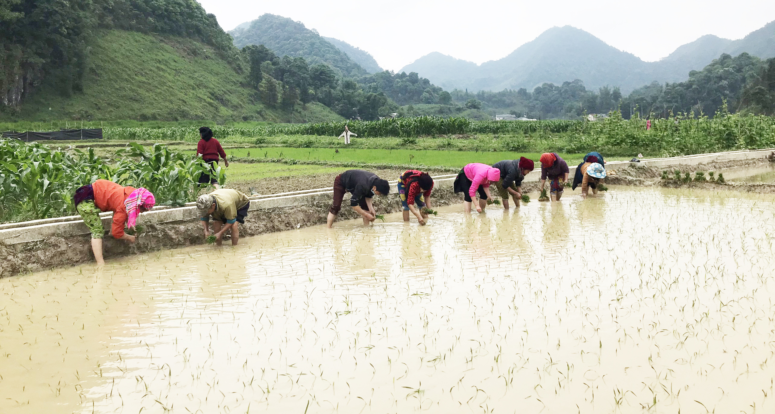 Quản Bạ: Đảm bảo nguồn nước tưới tiêu phục vụ cho sản xuất vụ lúa Mùa năm 2022.