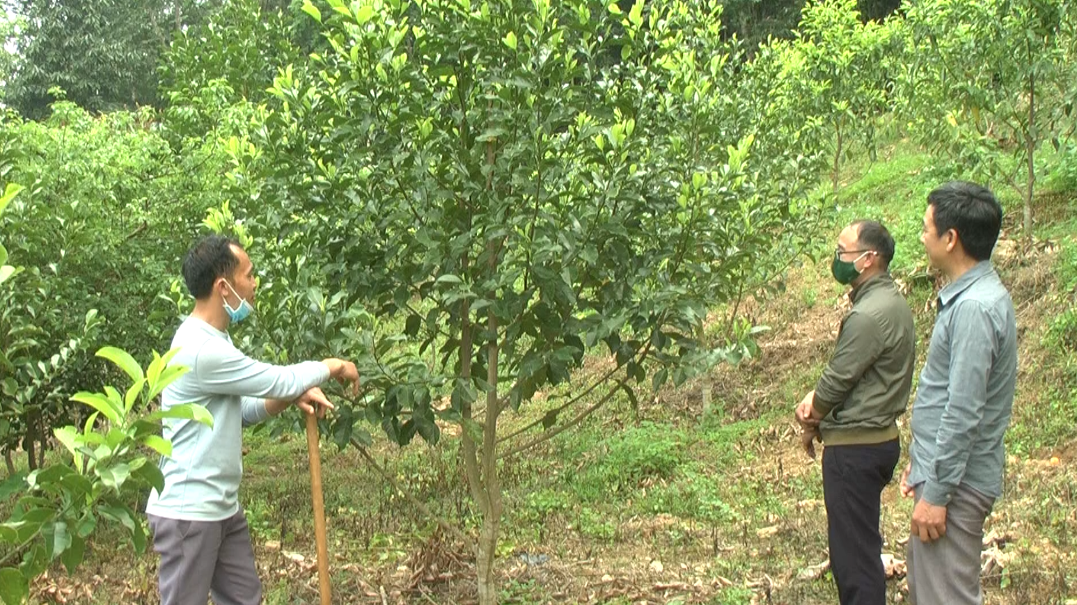 Đảng viên Mai Minh Thưởng mạnh dạn trong chuyển đổi cơ cấy cây trồng trên vùng đất khó.