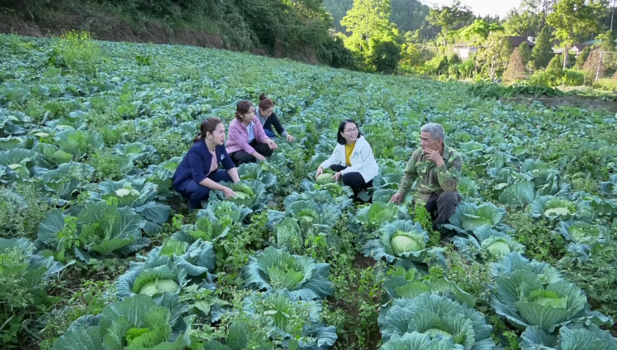 Hội Nông dân tỉnh hỗ trợ tiêu thụ bắp cải cho nông dân xã Quyết Tiến, huyện Quản Bạ.