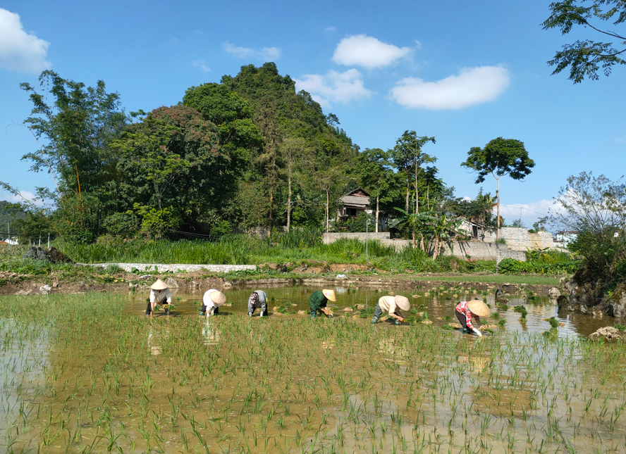 Bà con nhân dân Thị trấn Tam Sơn tích cực gieo cấy lúa vụ mùa năm 2023.