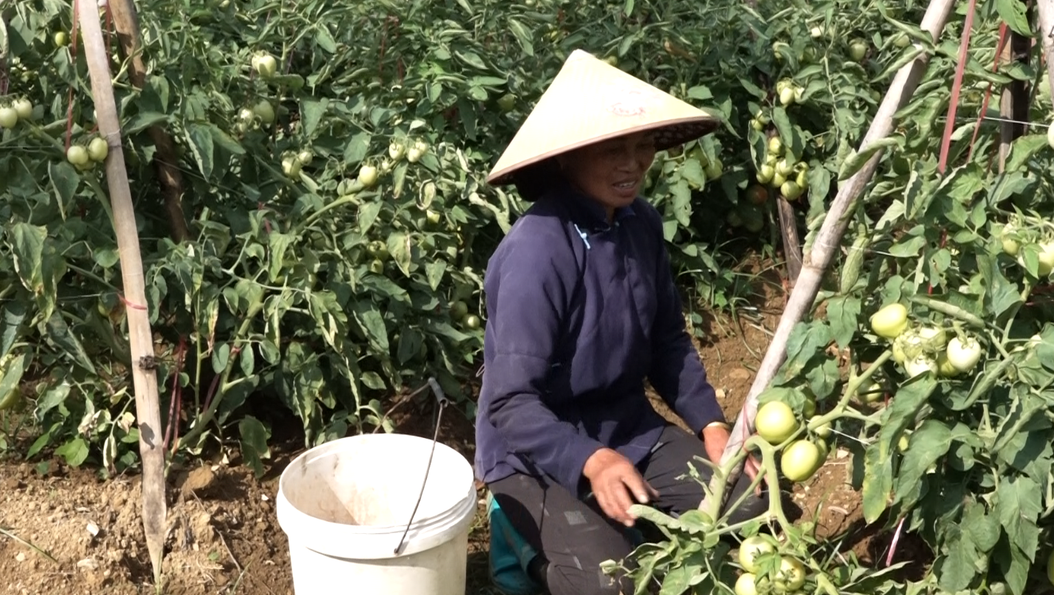 Xã Quyết Tiến hiệu quả kinh tế từ trồng cây cà chua.