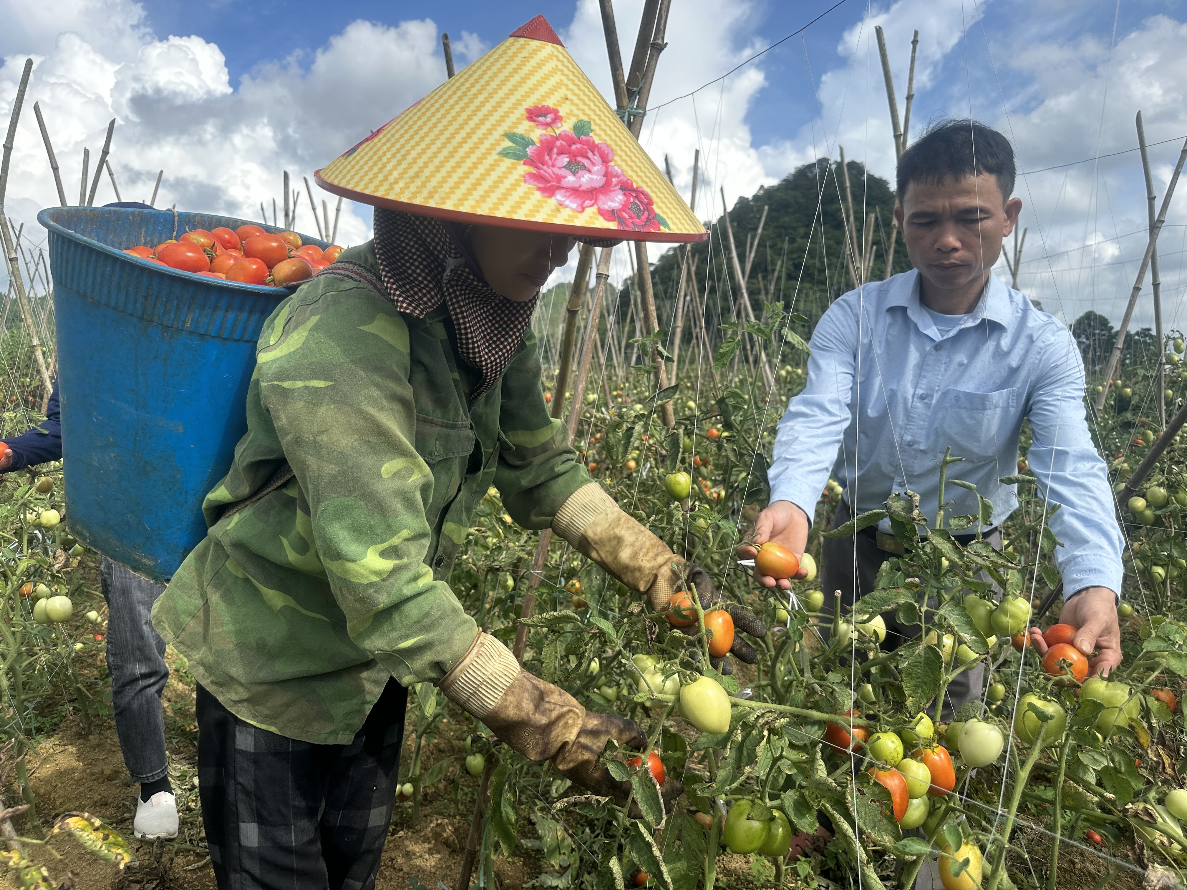 Khởi sắc trong trồng rau liên kết tại xã Quyết Tiến huyện Quản Bạ